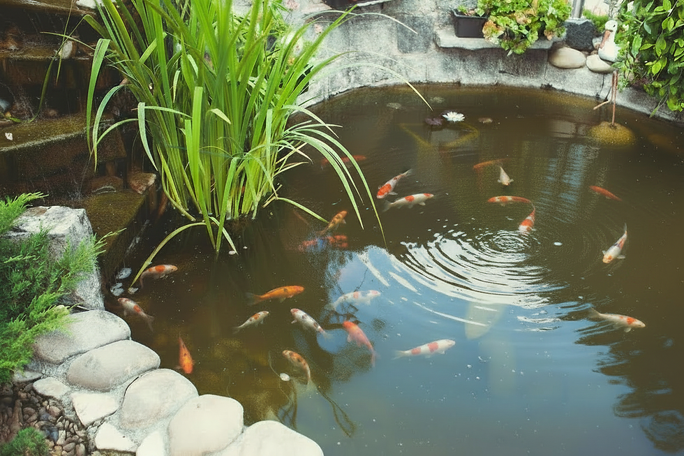 Garden Fish Pond