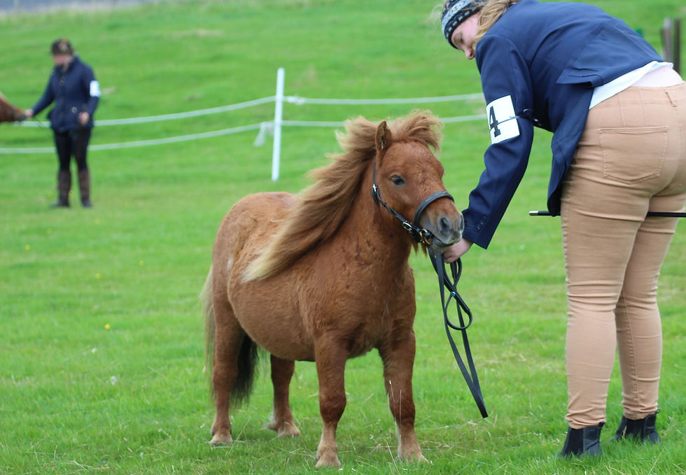 Norse 2 year old