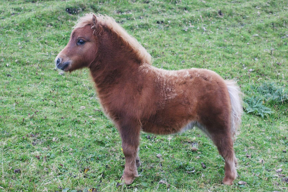 Norse foal