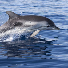 Marine Animals in Lošinj Archipelago: A Guide for Mali Lošinj Travelers