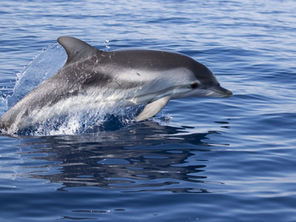 Marine Animals in Lošinj Archipelago: A Guide for Mali Lošinj Travelers