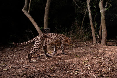 GRID_Camera_Trap_Jonas_Steiner_JIP-3_edi