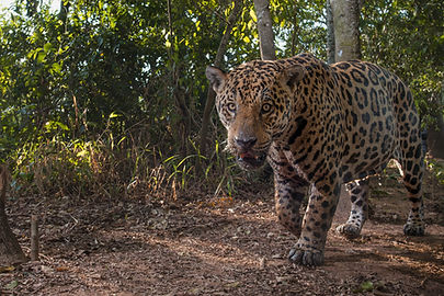 GRID_Camera_Trap_Jonas_Steiner_JIP-3 (1)