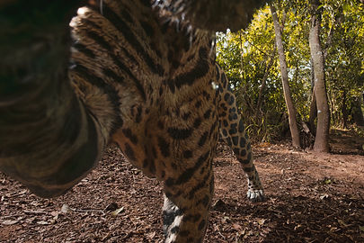GRID_Camera_Trap_Jonas_Steiner_JIP-4_v2_