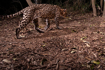 GRID_Camera_Trap_Jonas_Steiner_JIP-3_edi