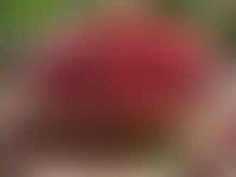 Uncover the Surprising Health Power of Cranberries: What You Didn't Know About Their Medicinal Benefits