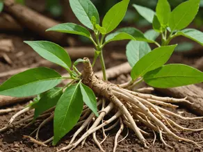 Navigating the Powers of Ashwagandha: An Exploration of Its Calming and Supporting Effects During Times of Anxiety