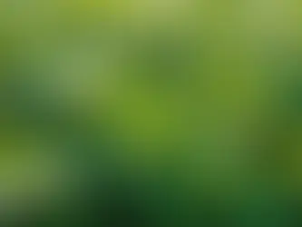 Unveiling the Mysteries of Nettle: A Timeless Remedy for Modern Wellness