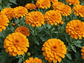 Exploring the Healing Powers of Marigolds: Traditional Remedies and Modern Applications