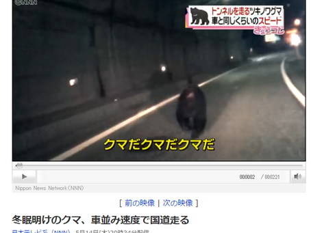 冬眠明けのクマ、車並み速度で国道走る(日本テレビ系(NNN))