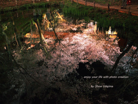 湖水に照る夜桜の妖艶