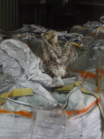 Red-Tailed_Hawk_Injured.png