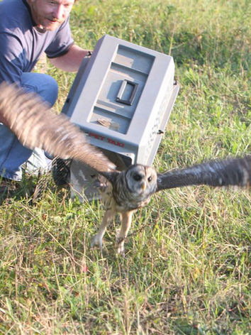 Barred Owl Being Released Flying From Crate