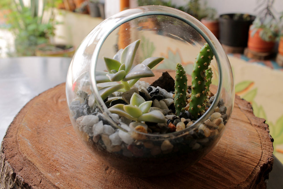 Minijardín contenido