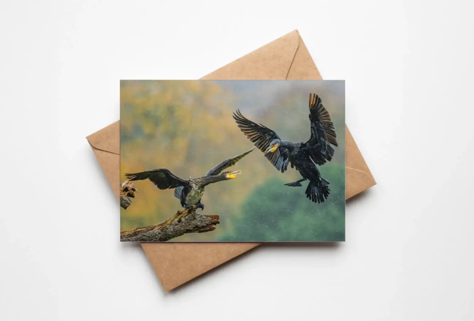 cormorant in the rain