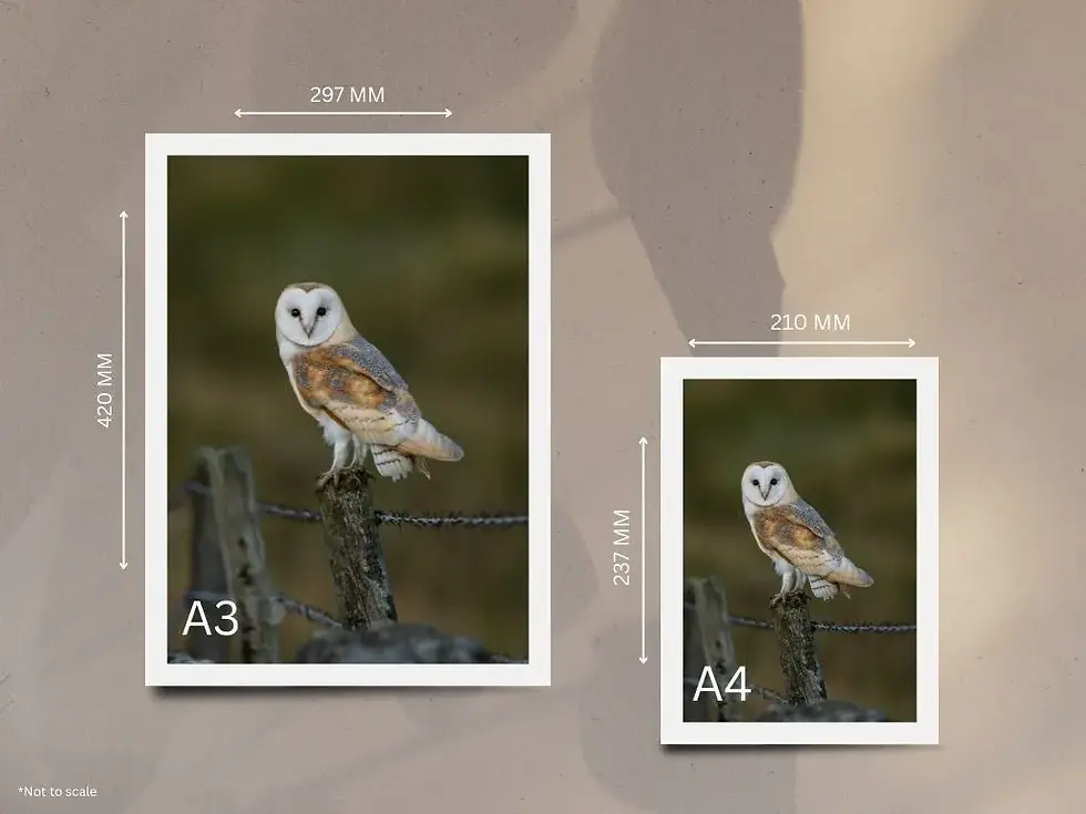 Thumbnail: BarnOwl on a Post