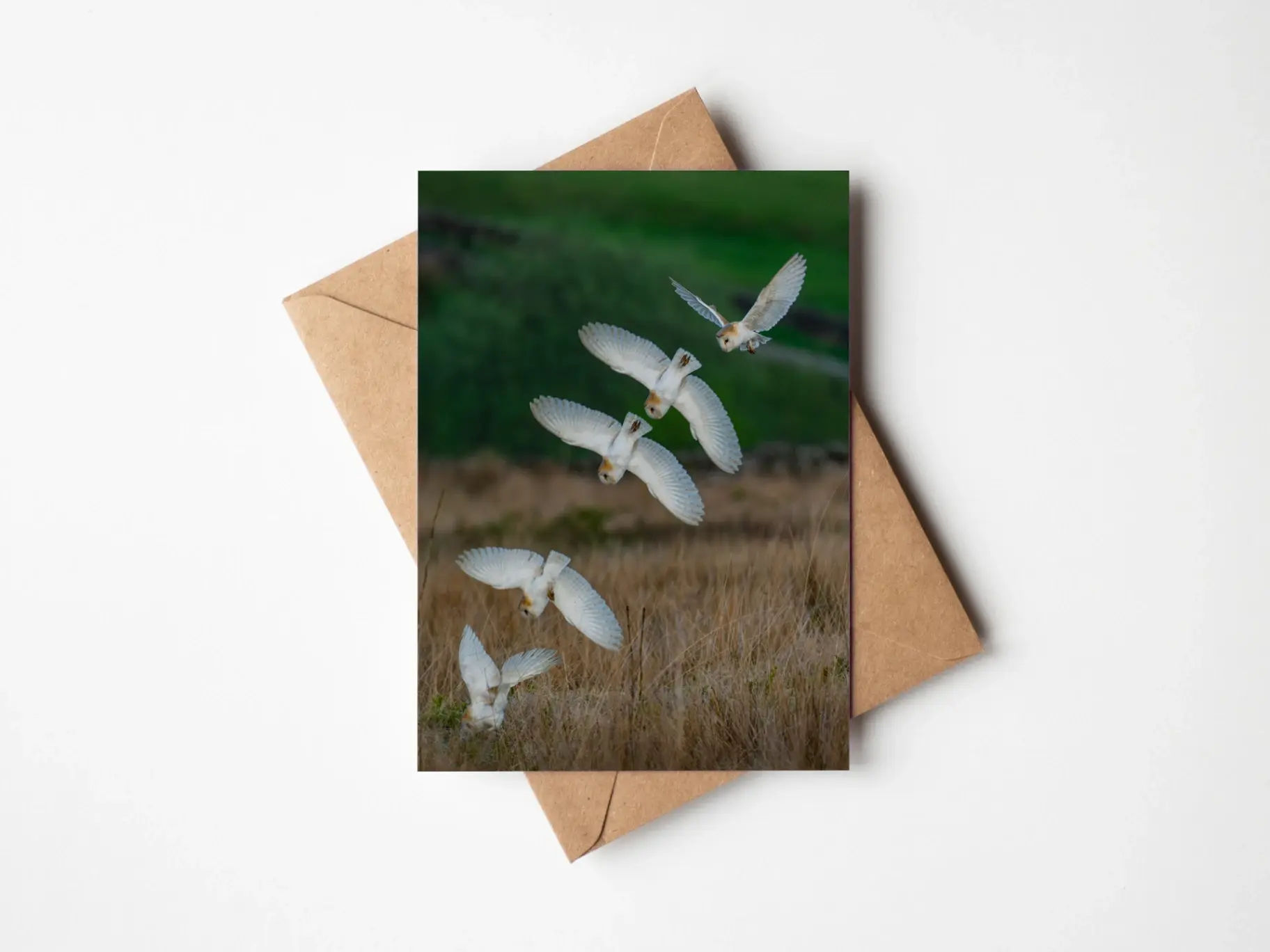 Barn owl strikes with precision