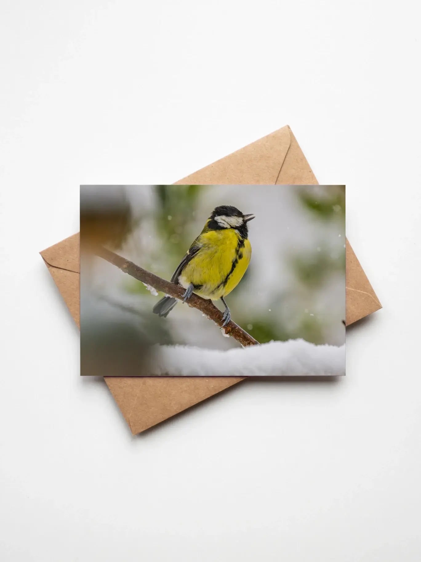A Great tit perched on a snow-laden branch