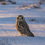 Thumbnail: Short-Eared Owl in the Snow
