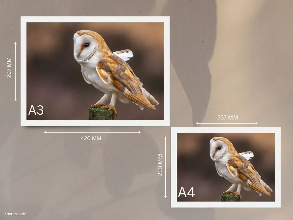 Thumbnail: Owl on a Post