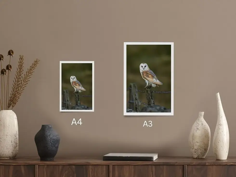 Thumbnail: BarnOwl on a Post