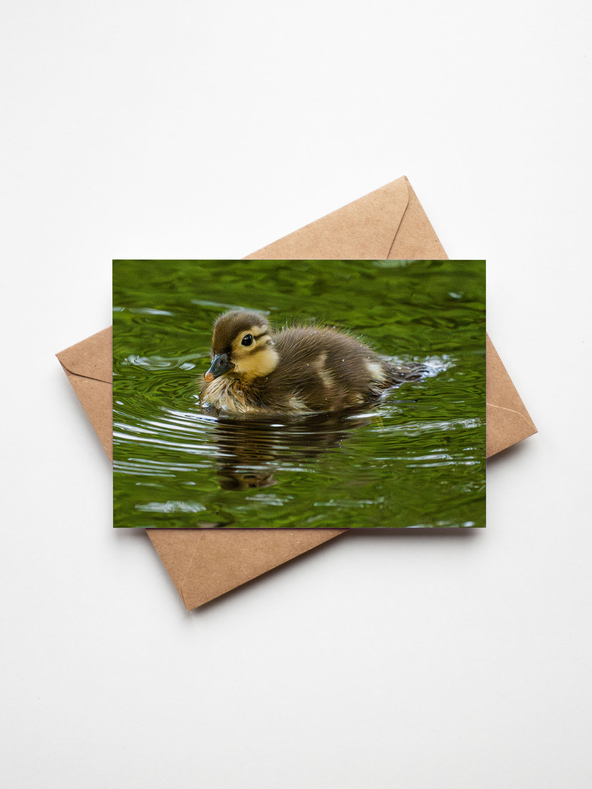 Cute swimming duckling