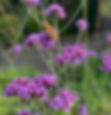 Verbena bonariensis as butterfly and bee magnet, Eyam