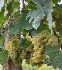 Chardonnay.jpg