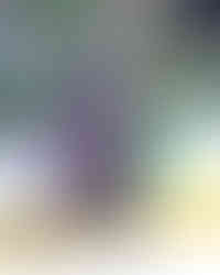 Savannah Ghost Pirates vs Orlando Solar Bears Photographed by Christina Winnegar