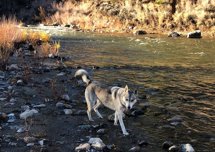 Lilah walking across a river