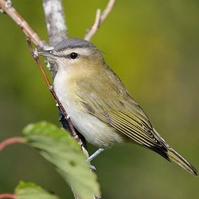 Red-eyed_Vireo_(8577463371).jpg