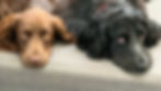 House to Haven Pet Policy