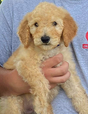 Stanley - puppy