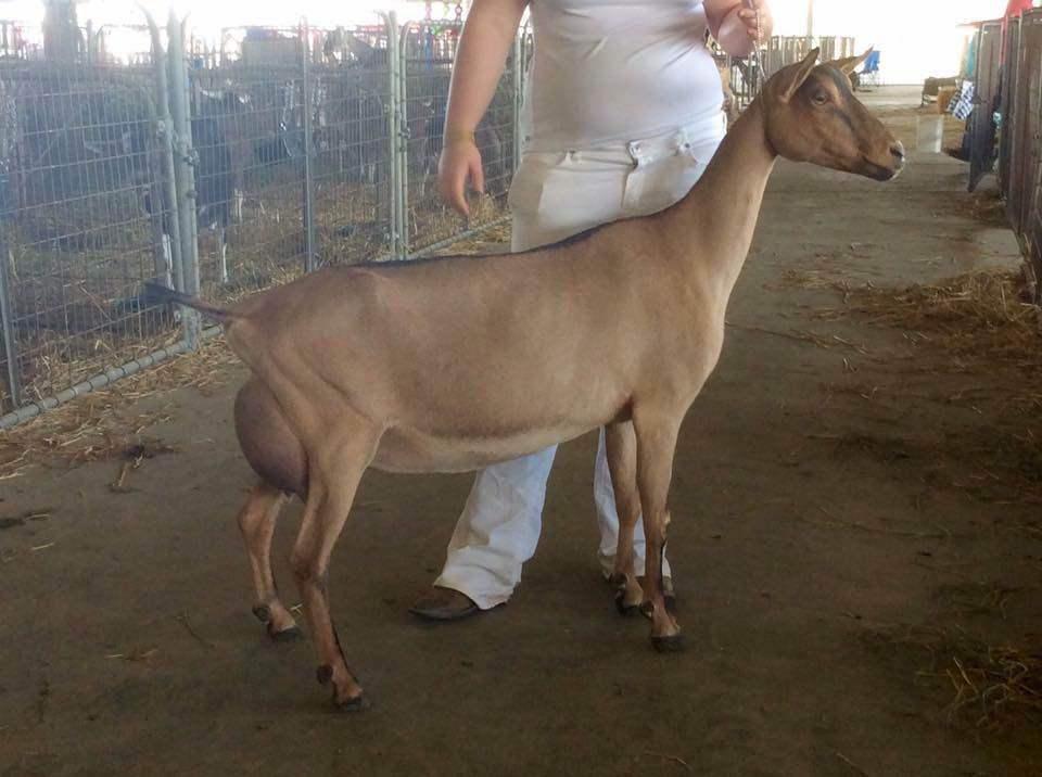 Angel-Prairie Jack Fantome