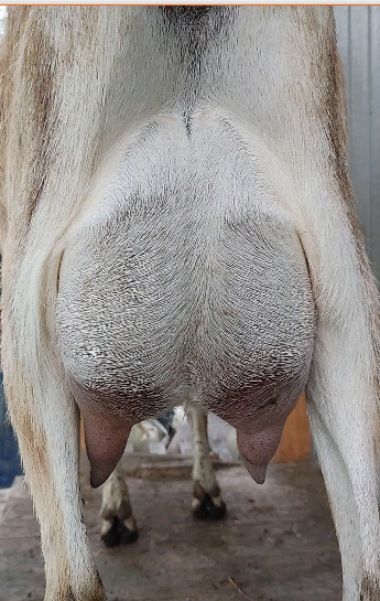 Journey's-End Katelyn RU (Just Fresh _ 3)