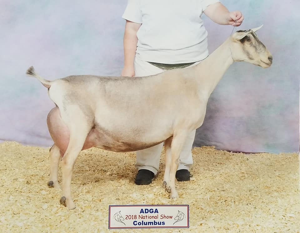 SGCH McCann-Farm Fern 2*M