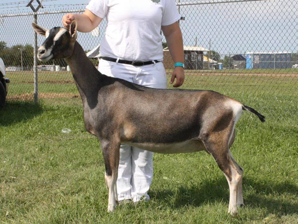Maple Wind Golden Whimsy (Yearling)