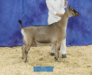 GCH Kara Kahl MRR Amal