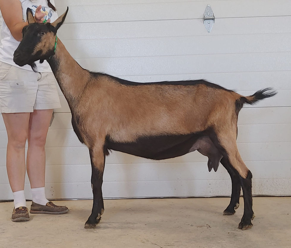 Pleasant_Grove Jam Fiona