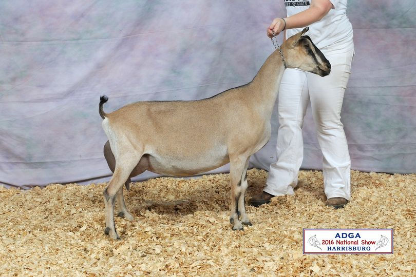 Pleasant-Grove Moody From Sins (dam)