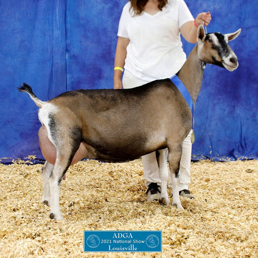 GCH Kara-Kahl PGW Akebono 9*M