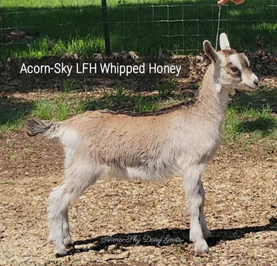Acorn-Sky LFH Whipped Honey.jpg