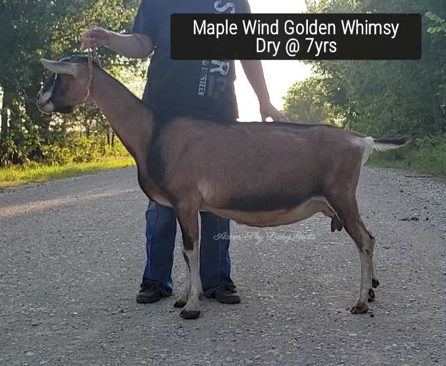Maple Wind Golden Whimsy