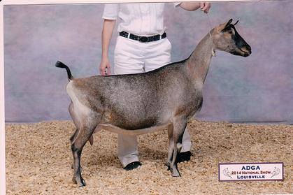 GCH Marran Rapture's Rose *M