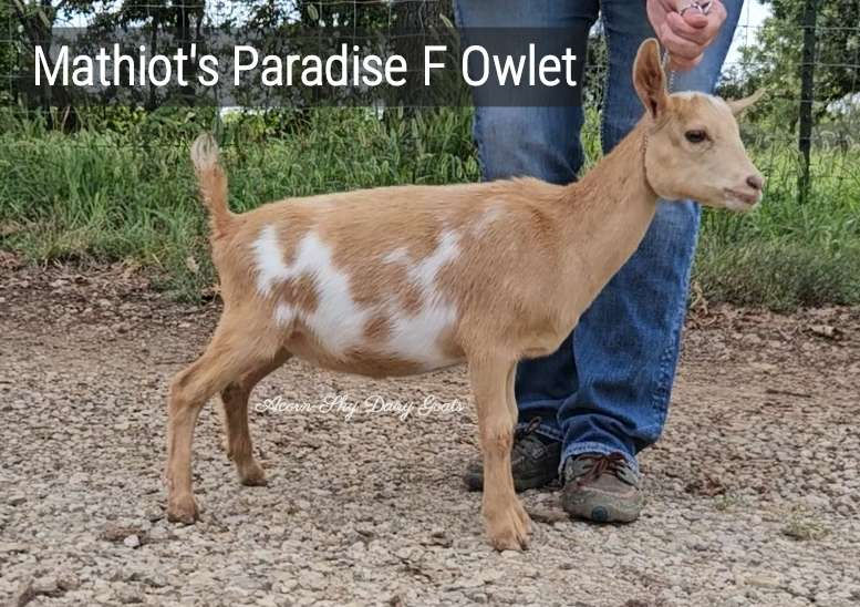 Mathiot's Paradise F Owlet
