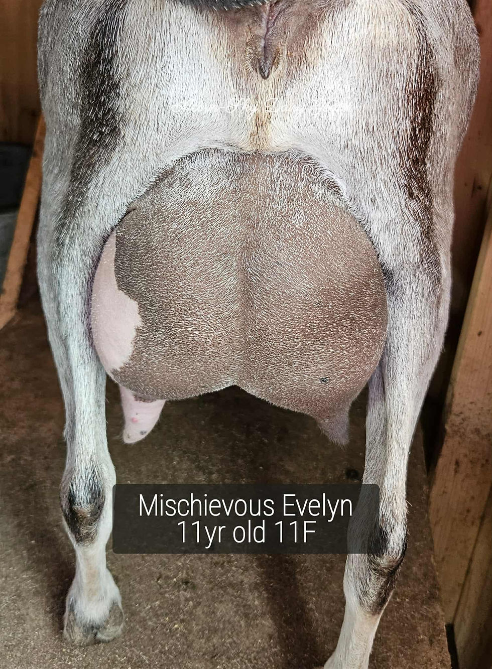 Mischievous Evelyn RU1