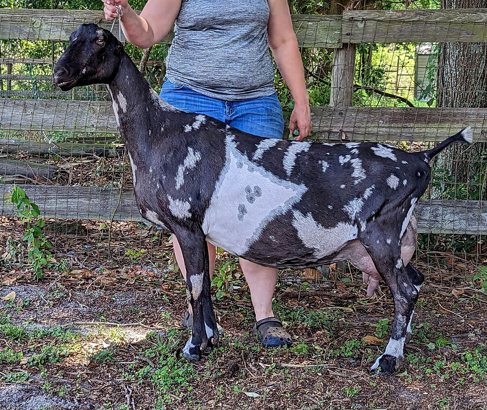 GCH Here Be Goats Mai Jaguar 4*M