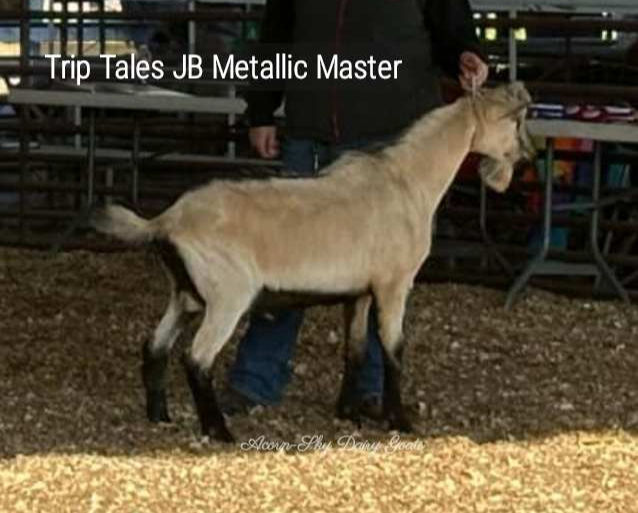 Trip Tales JB Metallic Master_edited