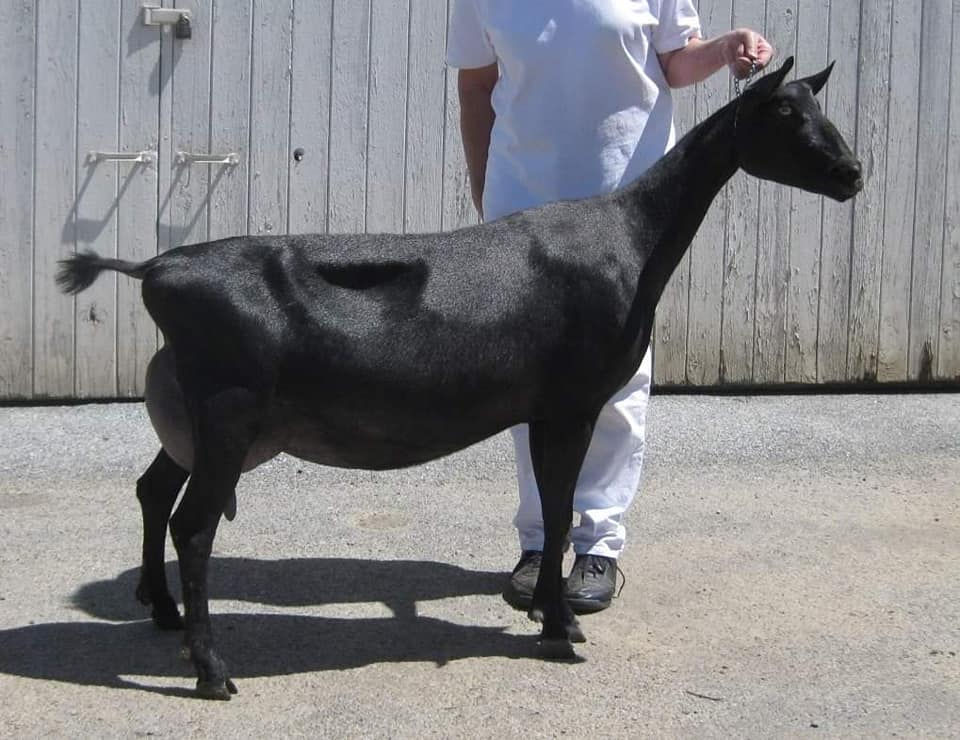 Munchin'Hill Antigone