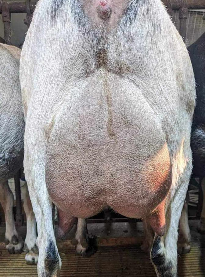 Pleasant-Grove Mega Mysterious_edited